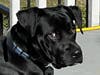Meet Bernie! He has been chosen as Warren Patch's Pet Of The Week.