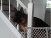 Meet Geist! He has been chosen as Bridgewater Patch's Pet Of The Week.