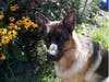 Meet Geist! He has been chosen as Bridgewater Patch's Pet Of The Week.