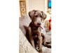 Meet River! He has been chosen as Hillsborough Patch's Pet Of The Week.