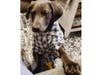 Meet River! He has been chosen as Hillsborough Patch's Pet Of The Week.