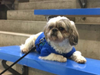 Meet Trooper! He has been chosen as Warren Patch's Pet Of The Week.