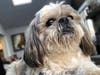 Meet Trooper! He has been chosen as Warren Patch's Pet Of The Week.