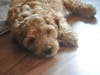Meet Theo! He has been chosen as Bridgewater Patch's Pet Of The Week.