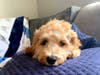 Meet Theo! He has been chosen as Bridgewater Patch's Pet Of The Week.