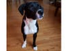 Meet Starlight! She has been chosen as Warren Patch's Pet Of The Week.