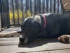 Meet Starlight! She has been chosen as Warren Patch's Pet Of The Week.