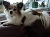 Meet Rosie! She has been chosen as Bridgewater Patch's Pet Of The Week.