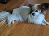 Meet Rosie! She has been chosen as Bridgewater Patch's Pet Of The Week.