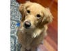Meet Lucy! She has been chosen as Hillsborough Patch's Pet Of The Week.