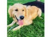 Meet Lucy! She has been chosen as Hillsborough Patch's Pet Of The Week.