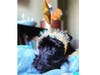 Meet Jackson Snow! He has been chosen as Bridgewater Patch's Pet Of The Week.
