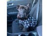 Meet Jackson Snow! He has been chosen as Bridgewater Patch's Pet Of The Week.