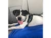 Meet Russel! He has been chosen as Hillsborough Patch's Pet Of The Week.