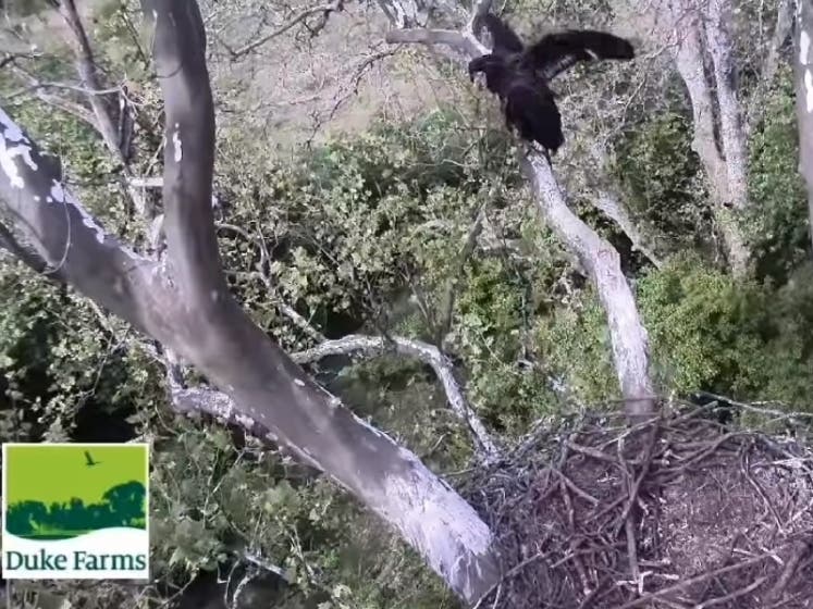 The first chick was hatched in late February and the second in early March.