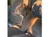 Meet Kali Jane! He has been chosen as Bridgewater Patch's Pet Of The Week.
