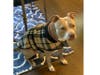Meet Kali Jane! He has been chosen as Bridgewater Patch's Pet Of The Week.