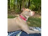 Meet Kali Jane! He has been chosen as Bridgewater Patch's Pet Of The Week.