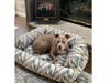 Meet Kali Jane! He has been chosen as Bridgewater Patch's Pet Of The Week.
