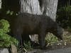 The black bear was spotted in a neighbor's yard at 9:25 p.m. on Sunday off Route 22 West.