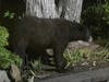 The black bear was spotted in a neighbor's yard at 9:25 p.m. on Sunday off Route 22 West.