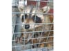 It was a happy ending for the raccoon babies who were named Greg, Bob, Popcorn, Rocky and John by the two kids in the Hillsborough house.
