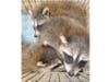 It was a happy ending for the raccoon babies who were named Greg, Bob, Popcorn, Rocky and John by the two kids in the Hillsborough house.