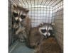 It was a happy ending for the raccoon babies who were named Greg, Bob, Popcorn, Rocky and John by the two kids in the Hillsborough house.