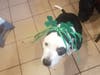 Meet Cooper! He has been chosen as Hillsborough Patch's Pet Of The Week.