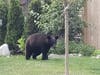 This bear was moving south in Raritan Wednesday morning west of First Avenue between Route 28 and Route 202.