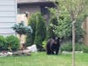 This bear was moving south in Raritan Wednesday morning west of First Avenue between Route 28 and Route 202.