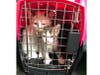 The cats are being assessed and medically treated. Some are suffering from malnutrition, upper respiratory infections and other ailments, said St. Hubert's.