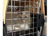 The cats are being assessed and medically treated. Some are suffering from malnutrition, upper respiratory infections and other ailments, said St. Hubert's.