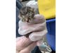 The cats are being assessed and medically treated. Some are suffering from malnutrition, upper respiratory infections and other ailments, said St. Hubert's.