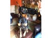 Meet Apollo! He has been chosen as Hillsborough Patch's Pet Of The Week.