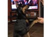Meet Apollo! He has been chosen as Hillsborough Patch's Pet Of The Week.