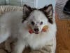 Meet Capri! She has been chosen as Basking Ridge Patch's Pet Of The Week.
