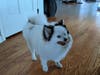 Meet Capri! She has been chosen as Basking Ridge Patch's Pet Of The Week.
