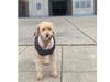 Meet Rusty! He has been chosen as Hillsborough Patch's Pet Of The Week.