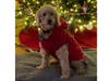 Meet Rusty! He has been chosen as Hillsborough Patch's Pet Of The Week.