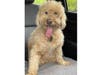 Meet Rusty! He has been chosen as Hillsborough Patch's Pet Of The Week.