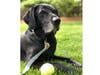 Meet Zephyr! He has been chosen as Hillsborough Patch's Pet Of The Week.