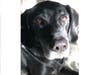 Meet Zephyr! He has been chosen as Hillsborough Patch's Pet Of The Week.