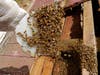 Christine Miller tending to her bees.