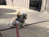 Meet Charlie! He has been chosen as Bridgewater Patch's Pet Of The Week.