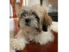 Meet Charlie! He has been chosen as Bridgewater Patch's Pet Of The Week.