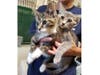 These two kittens were abandoned in the middle of the night at a Bridgewater home.