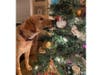 Meet Grace! She has been chosen as Bridgewater Patch's Pet Of The Week.