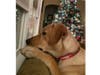 Meet Grace! She has been chosen as Bridgewater Patch's Pet Of The Week.