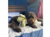She has been chosen as Bridgewater Patch's Pet Of The Week.
